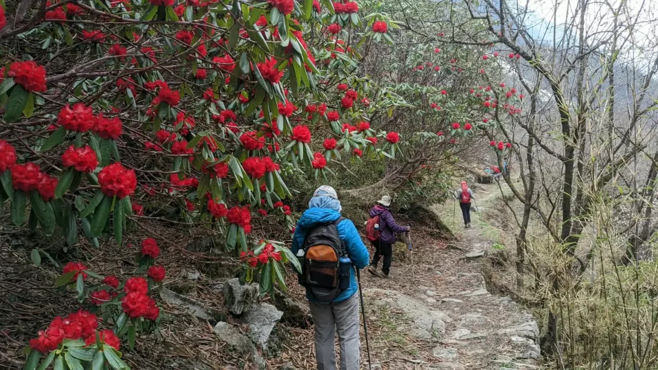 Pindari Glacier Trek (Rhododendron Trek) - Rishikesh - Gwaldam - Khati - Dwali - Phurkia - Zero Point - Ranikhet, Kumaon Himalayas, Uttarakhand - Adventure Trips India
