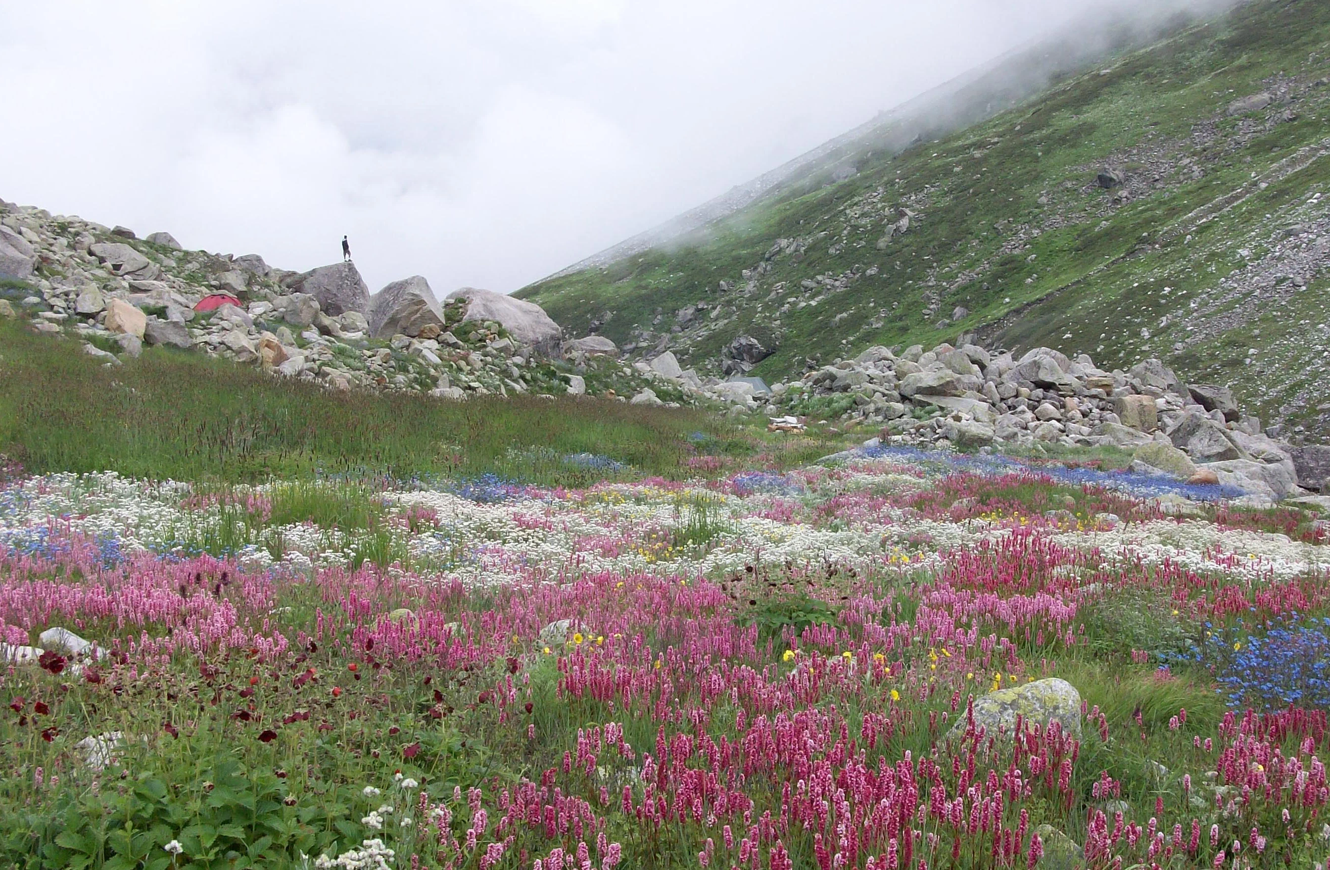 New Valley of Flowers (Kiarkoti) - Kiarkoti, Garhwal Himalayas - Adventure Trips India